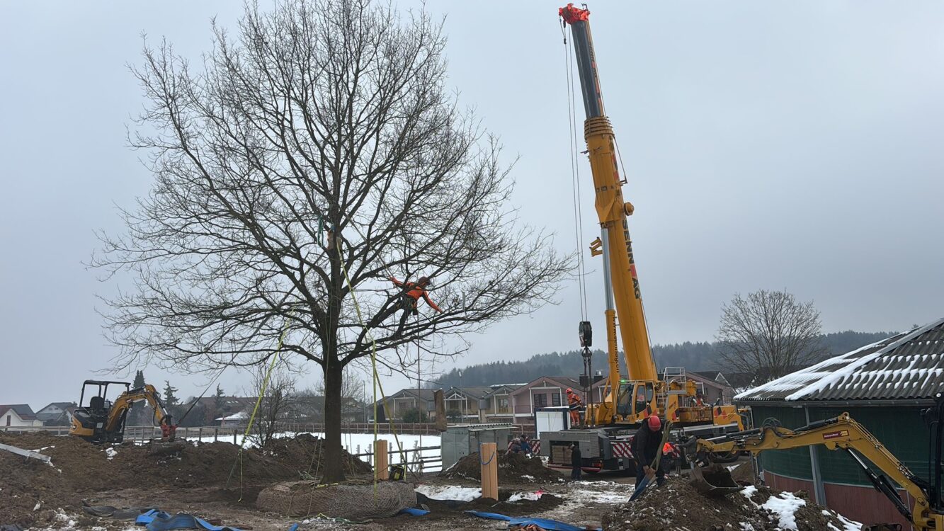 Baumrettung Kobel Gartengestaltung AG Bubikon Gretzenbach Kölliken 2026